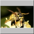 Vespula germanica - Deutsche Wespe - 06c am Efeu.jpg